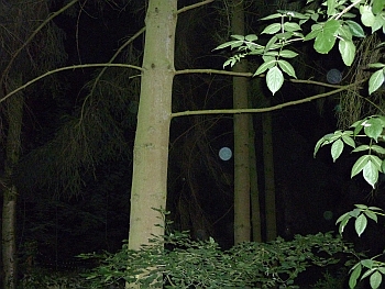 Orb 8