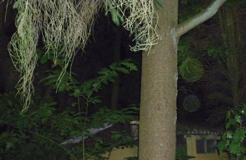 Orb 9