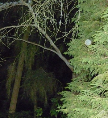 Orb 1