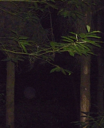 Orb 6