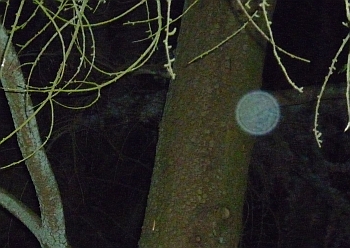 Orb 5