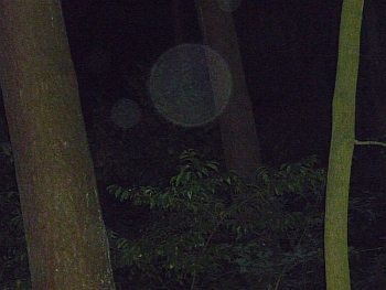 Orb 7