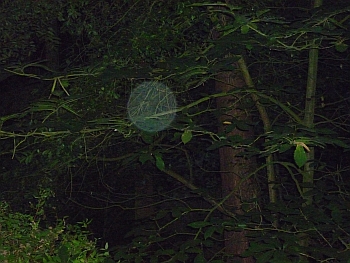 Orb 12